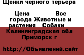 Щенки черного терьера › Цена ­ 35 000 - Все города Животные и растения » Собаки   . Калининградская обл.,Приморск г.